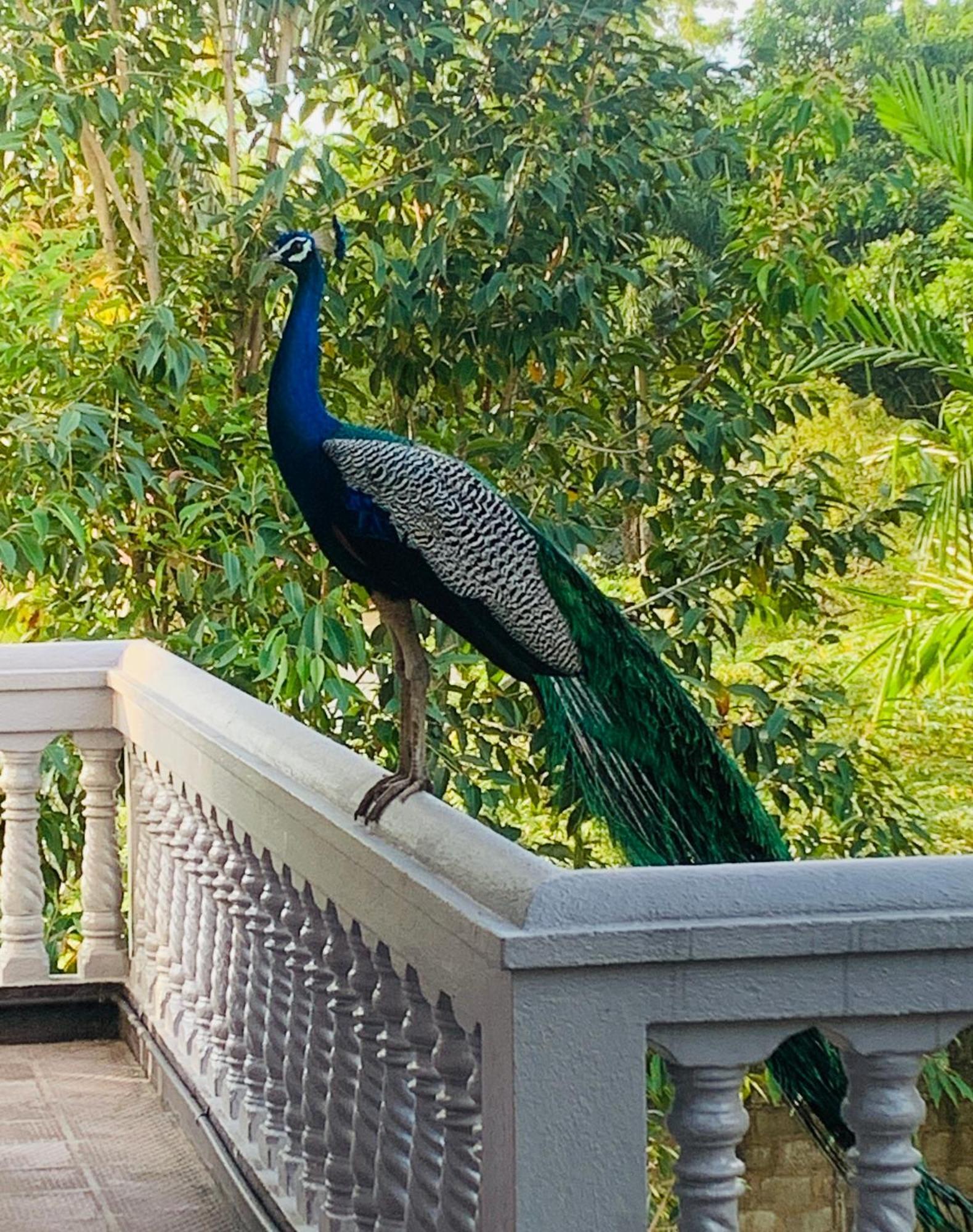 Sagarika Beach Hotel Moragalla Luaran gambar